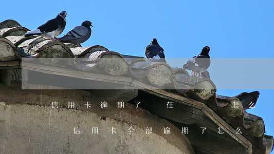 信用卡逾期了實在沒錢還怎么辦-沒有能力還信用卡,全部逾期了怎么辦