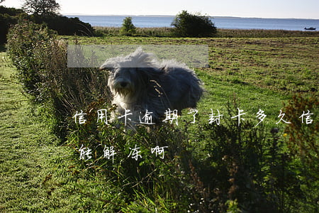 信用卡逾期了封卡多久(信用卡逾期封卡多久能解冻啊)