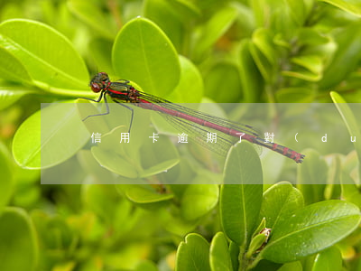 信用卡逾期了對(duì)花唄影響嗎