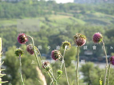 信用卡逾期了就會(huì)錄入征信(征信上信用卡逾期)