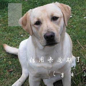 信用卡逾期了幾個(gè)月(信用卡逾期了幾個(gè)月可以辦車貸嗎?)