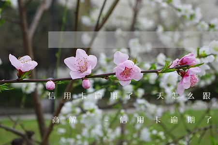 信用卡逾期了幾天怎么跟銀行協(xié)商解決-信用卡逾期了幾天怎么跟銀行協(xié)商解決分期
