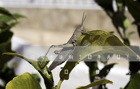信用卡逾期了幾年再辦不了信用卡-信用卡逾期了幾年再辦不了信用卡嗎