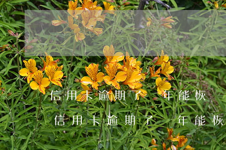 信用卡逾期了幾年能恢復(fù)征信記錄（信用卡逾期了幾年能恢復(fù)征信記錄）