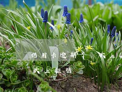 信用卡逾期了幾次上征信嗎（信用卡逾期了幾次上征信嗎）