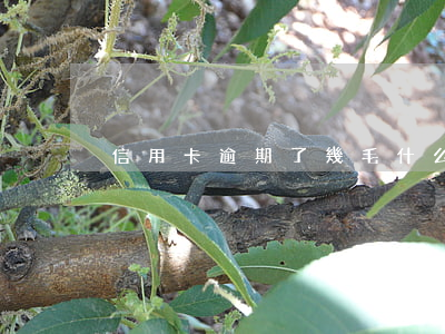 信用卡逾期了幾毛什么弄(幾十塊信用卡逾期)