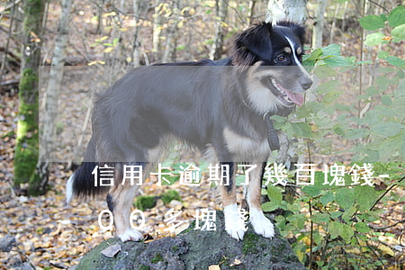 信用卡逾期了幾百塊錢-欠信用卡逾期2000多塊錢