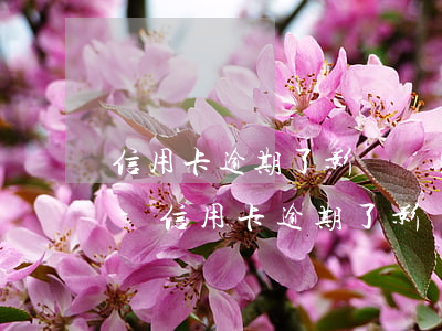 信用卡逾期了影響結(jié)婚證貸款嗎-信用卡逾期了影響結(jié)婚證貸款嗎怎么辦