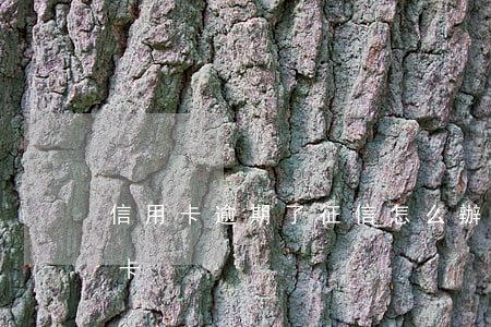 信用卡逾期了征信怎么辦(征信逾期申請信用卡)