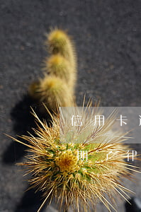 信用卡逾期了律師事務(wù)所(信用卡逾期了律師事務(wù)所打電話過(guò)來(lái)要接嗎)