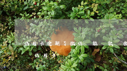 信用卡逾期了微信還能還款嗎(微信可以直接還信用卡嗎)