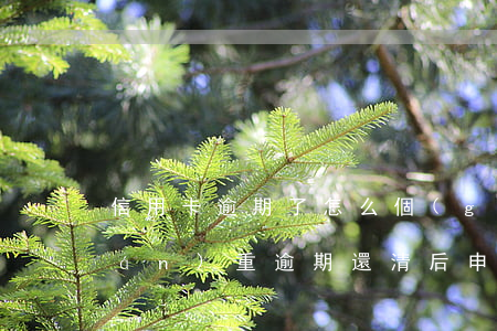 信用卡逾期了怎么個(gè)還法好(嚴(yán)重逾期還清后申請(qǐng)信用卡)