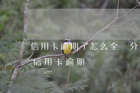 信用卡逾期了怎么全額分期(分期卡逾期屬于信用卡逾期嗎)