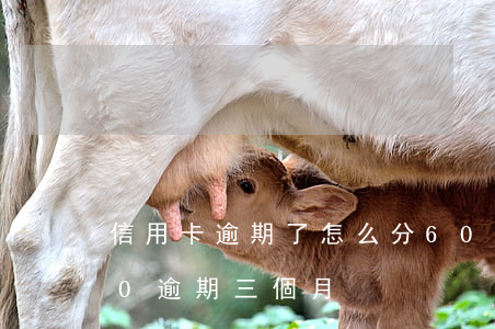 信用卡逾期了怎么分60期-信用卡6000逾期三個月