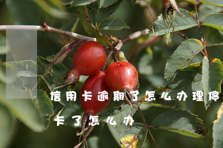 信用卡逾期了怎么办理停卡(因为逾期银行停卡了怎么办)