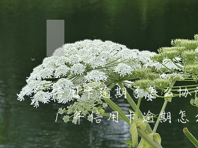 信用卡逾期了怎么协商减免利息费-2021年信用卡逾期怎么协商