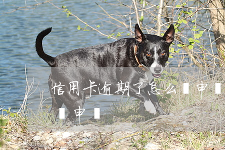 信用卡逾期了怎么寫申請(信用卡逾期了怎么寫申請)