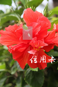 信用卡逾期了怎么推遲
