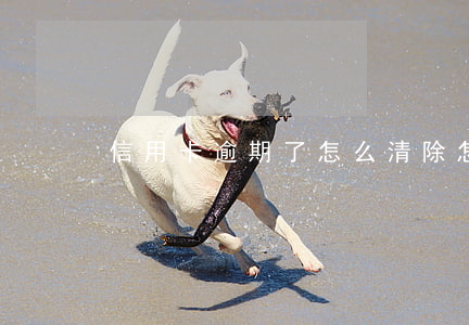 信用卡逾期了怎么清除 怎么注銷逾期信用卡