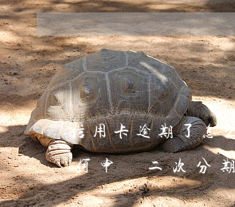 信用卡逾期了怎么申請二次分期(貸款逾期如何申請二次分期)
