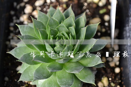 信用卡逾期了怎么處理最快方法
