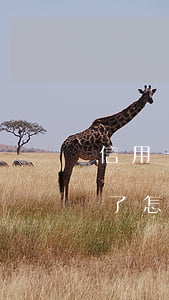 信用卡逾期了怎么解除綁定手機(信用卡逾期了怎么解除綁定手機)