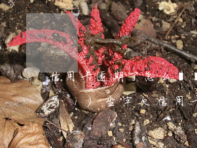 信用卡逾期了怎么辦會(huì)不會(huì)坐牢(欠信用卡多久會(huì)坐牢)