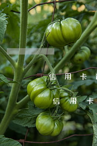 信用卡逾期了怎么辦理停息分期是真的嗎-信用卡逾期了怎么辦理停息分期是真的嗎安全嗎