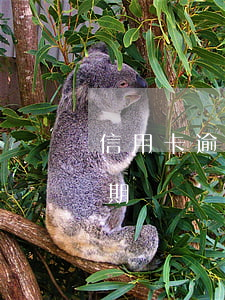 信用卡 逾期了怎么辦（銀行如何面對信用卡逾期）