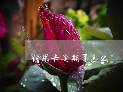 信用卡 逾期了怎么辦（電信逾期怎么辦信用卡）