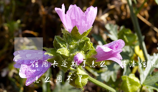 信用卡逾期了怎么還得清(信用卡逾期還清了 怎么用不了)