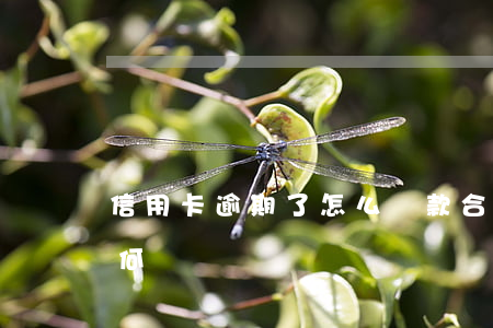 信用卡逾期了怎么還款合適(逾期了信用卡如何還)