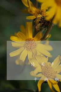 信用卡逾期了怎么開(kāi)(有貸款信用卡逾期了怎么辦)