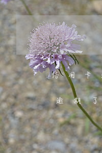 信用卡逾期了怎么開(kāi)證明(信用卡逾期了怎么開(kāi)證明模板)