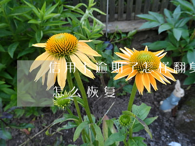 信用卡逾期了怎样翻身 不小心信用卡逾期了怎么恢复
