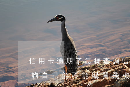 信用卡逾期了怎樣查詢(信用卡逾期了怎樣查詢自己能不能購買飛機票)
