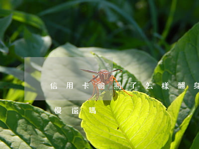 信用卡逾期了怎樣翻身(信用卡逾期了可以慢慢還嗎)