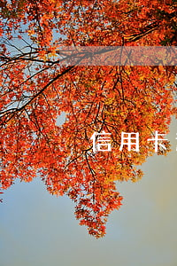 信用卡逾期了情況說(shuō)明模板