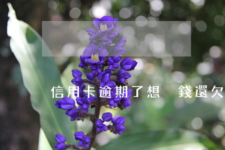 信用卡逾期了想掙錢還(欠信用卡逾期了)