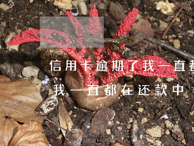 信用卡逾期了我一直都在还款(信用卡逾期了我一直都在还款中)