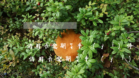 信用卡逾期了手機(jī)停機(jī)了(信用卡逾期了手機(jī)停機(jī)了)