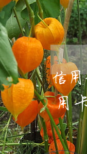 信用卡逾期了扣銀行卡里的前嗎-逾期的信用卡會(huì)從其他的儲(chǔ)蓄卡里扣嗎