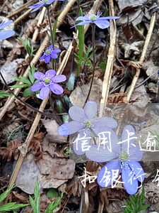 信用卡逾期了扣银行钱怎么办(信用卡逾期了扣银行钱怎么办理)