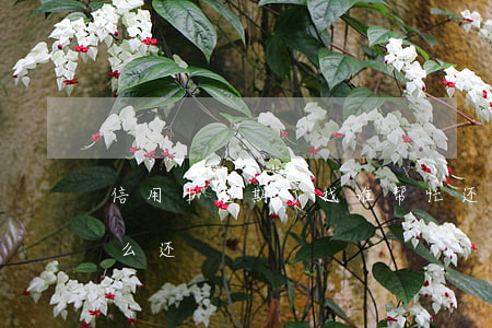 信用卡逾期了找谁帮忙还(欠信用卡逾期后怎么还)