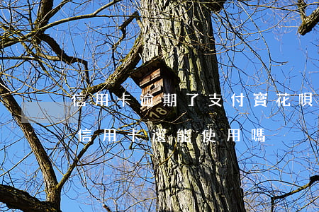 信用卡逾期了支付寶花唄能用嗎 花唄逾期了信用卡還能使用嗎