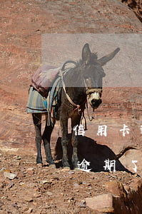信用卡逾期了收到律師信后怎么辦-信用卡逾期了收到律師信后怎么辦啊