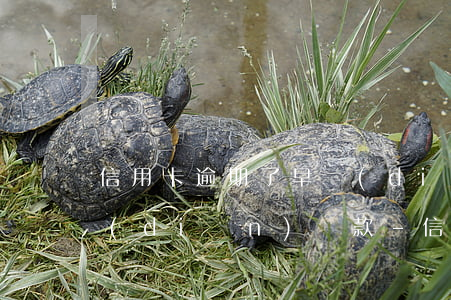 信用卡逾期了早點(diǎn)還款和晚點(diǎn)還款-信用卡逾期了早點(diǎn)還款和晚點(diǎn)還款的區(qū)別
