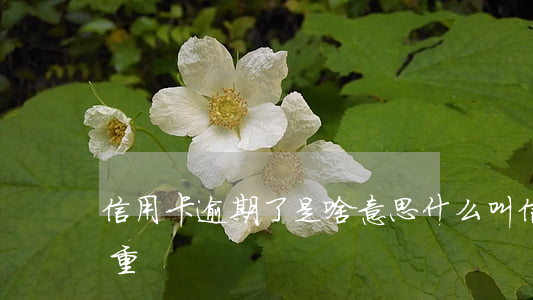 信用卡逾期了是啥意思(什么叫信用卡逾期严重)