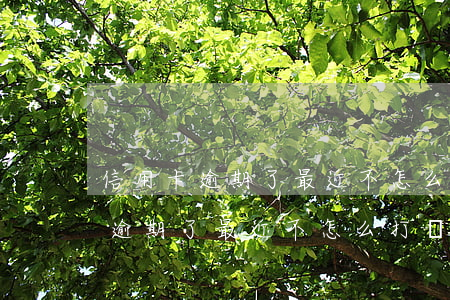 信用卡逾期了最近不怎么打電話了-信用卡逾期了最近不怎么打電話了怎么辦