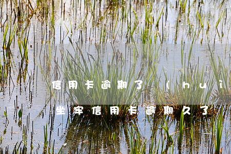 信用卡逾期了會(huì)不會(huì)坐牢(信用卡逾期久了會(huì)坐牢嗎)